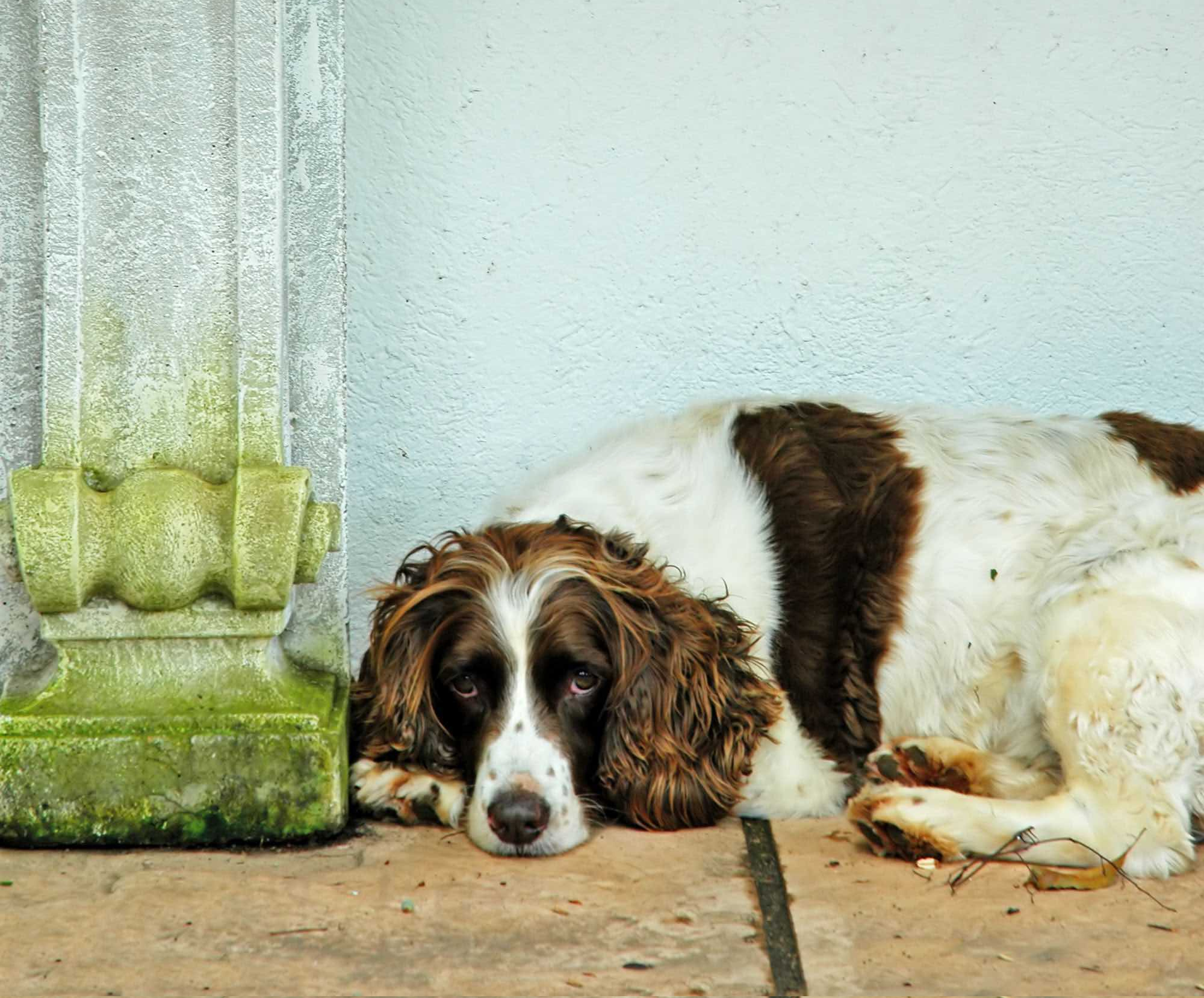 What Effects Do Microplastics Have on Animals?